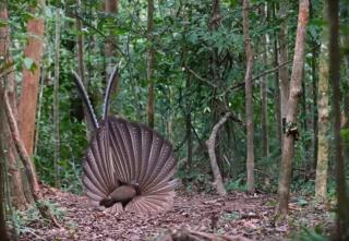 Cheap Sumatra Trekking 2 day 1 night - 9