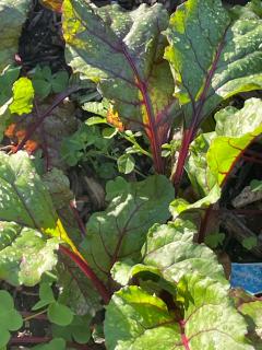 The Amazing Place NZ - 6