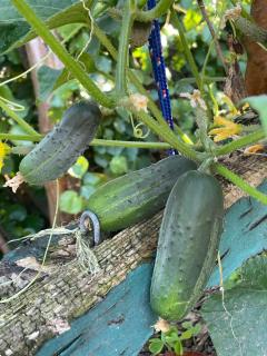 The Amazing Place NZ - 5