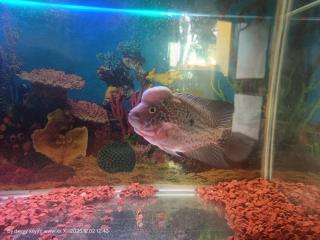 Villa Betty Individual 2 Rooms property at beach front Near French colony - 8