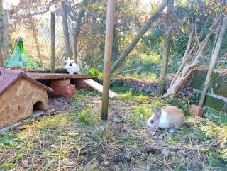 Il Poggio b&b-appartamento - 9