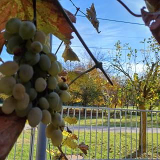 Sunstation - Šarengrad - 7