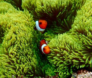 Ling Ling Homestay - 7