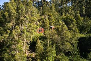 Serene Cabin in a Private Forest - Sedgefield - 1