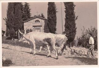 Le Selve - 1