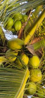 Casa de Praia - Ilha da Crôa - Barra de Sto Antônio - 3