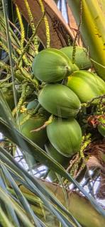 Casa de Praia - Ilha da Crôa - Barra de Sto Antônio - 4