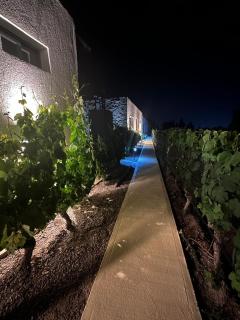 Blanco de Malbec 1 - Ciudad Lujan de Cuyo - 1