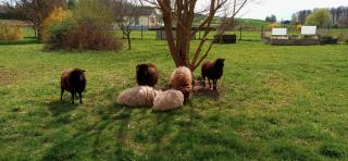 Family Apartment - Ferienwohnumg im Südburgenland - Markt Allhau - 7