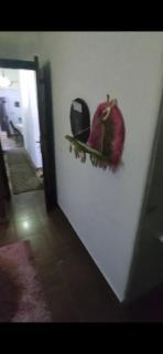 fully furnished apartment - Caïro - 1