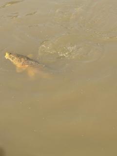 Sítio do Beto Extrema MG - 6