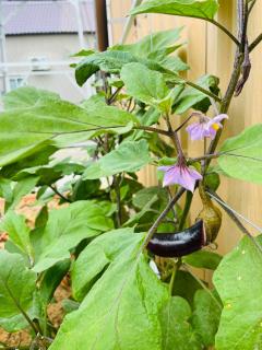 AHK Garden House, a modern house, near the beach - 2