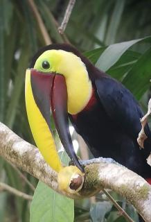 Hospedaje Casa Blanca Tortuguero Carey - 1