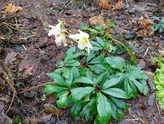 Apartamenty Okrętowa 23 Bolek Lolek - 8