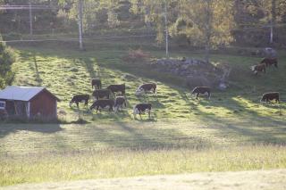 Aspudden en pärla i Sörmland - 9
