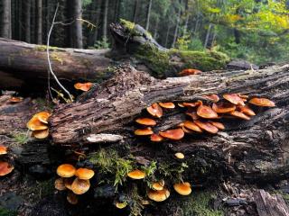 Domek w górach, noclegi w górach , Przystanek Stodoła Beskid Żywiecki Velo Soła - 8