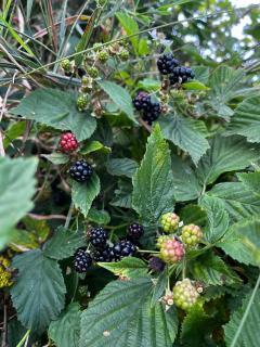 Domek w górach, noclegi w górach , Przystanek Stodoła Beskid Żywiecki Velo Soła - 9