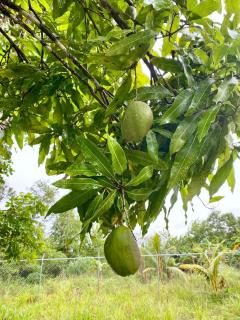 Garden Retreat Near Pitons, Relax Explore Nature - 2