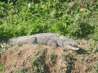 Crocodile Safari Camp - 4