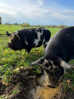 Luxe caravan met rust, ruimte en uitzicht - 9