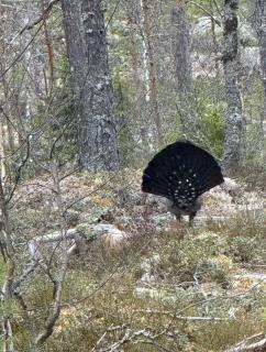 Vilt Hjerte Stugas - 3