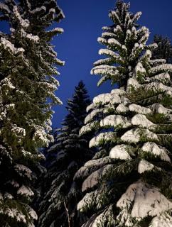 Vilt Hjerte Stugas - 9