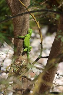 House on the mountain - 2