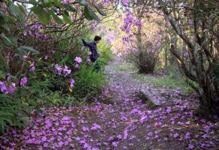 cabaña Maná - Isla Lucha - 2