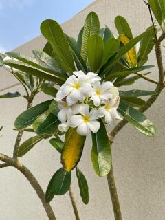 بريز الشقيق - Ash Shuqayq - 6