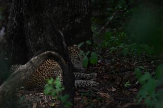 Wildheart Wilpattu guest - 0