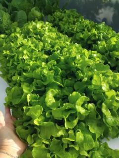 วันรีสอร์ท - 2