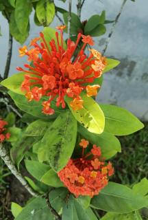 FLORIDA Guest-house - 8