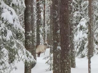 Reindeer Route Apartment - 8