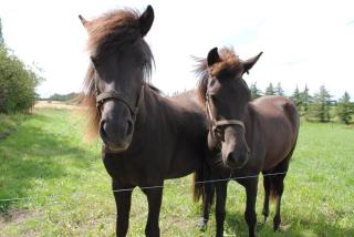 Idyllic Countryside Farm with Horseback Riding - 7