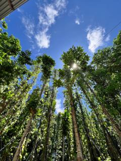 Sosun View Private Villa - 2