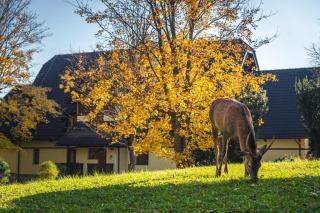 Lomnica Orange Apart - 5