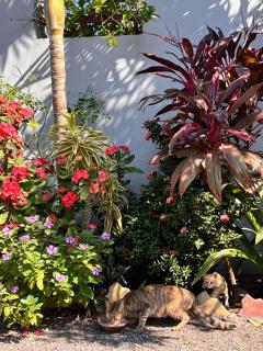 Coconut Farm stay - Near Somnath - 6