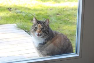 Schöner alter Resthof am Jadebusen - Reitland - 3