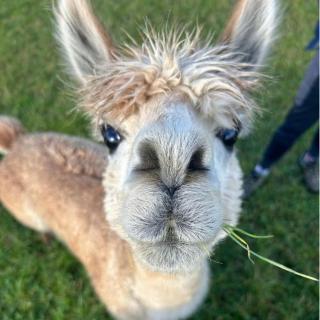 Hidden Acres- Luxury Glamping Pod - 7