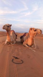 Sama Al Sharqiyah Camp - 9