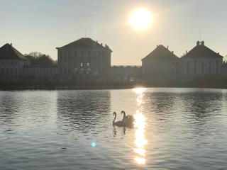Royal Swan am Schlosspark Nymphenburg - 1
