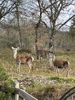 B&B degli Allori - 8