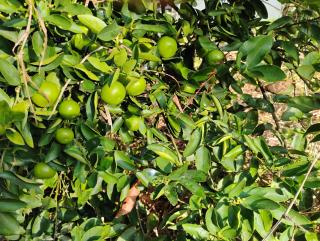 Olinda sítio Histórico Alto da Sé - 6