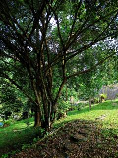 Green Forest Tangkahan - Tangkahan - 3