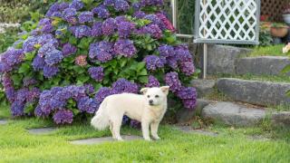 Namhae Ryu&Lee Pet Pension - 6