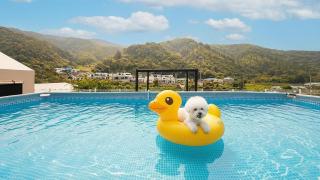 Gapyeong Ddobagi Pet & Spa Glamping - 3