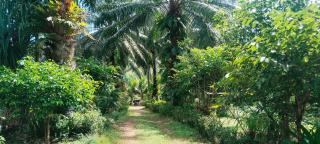 Mada Lanta Mai Keaw - 8