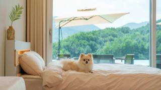 Gapyeong staysumok pool villa pension - 4