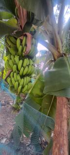 Sthala Organic Farm Stay - Nallepilli - 3