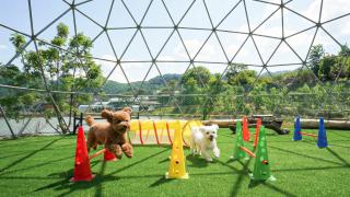 inje darani pet pension - 0